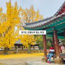 구립은행나무어린이집 | 경기도 여주 가볼만한곳 추천 이천 여행 근처 은행나무 명소 대로사 강한사