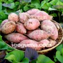 정영섭농장 이미지