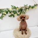 늘봄펫살롱 이미지