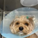 울산 이승진동물병원 이미지