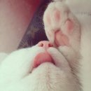 고양이 발바닥 이미지