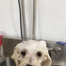 그루밍솔루션 구로점 이미지