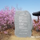 하얗게 빛나는 벚꽃/부여 옥녀봉 진달래꽃 십리길 축제 7일 개최/'정읍 벚꽃축제' 6일 개막…봄 향기로 도심 물들인다/ 이미지