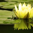 사랑의연못 이미지