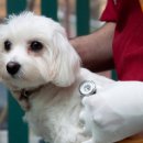 당뇨병 고양이… ‘간병’에 애타는 반려인들 [<b>멍멍</b><b>냥냥</b>]