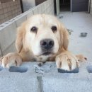 도그파파 동물병원 이미지