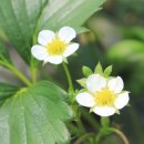 준모농장 이미지