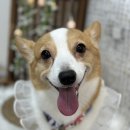 포그나개 이미지