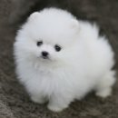 몽실몽실 Daum카페