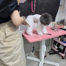 버들동물병원 네이버블로그