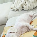 대한동물병원 | 쌍촌동 동물병원 후기 강아지 귀 냄새 + 염증 ㅠㅠ