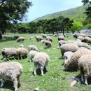 유일목장 이미지