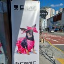 펫의상실