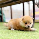 인천강아지분양 고양이분양 24시 데려가개 청라점 이미지