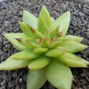 현광1농장 이미지