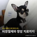 24시 코끼리동물의료센터 이미지