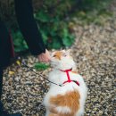 산책하는 고양이 이미지