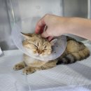 안산 센트럴 동물병원 이미지