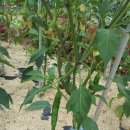 협성농장 이미지