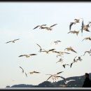 부산갈매기 이미지