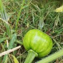 레인보우차이홍 이미지