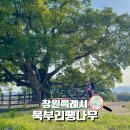대산미술관 | 창원 드라이브코스 우영우촬영지 동부마을 팽나무 가볼만한곳