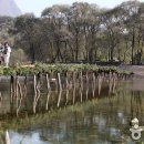 평창강로 이미지