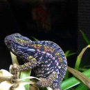 카멜레온 이미지