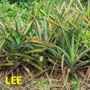 상상농장2 이미지