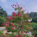 곰솔농장 이미지