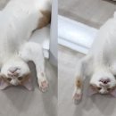 냥냥쌀롱 이미지