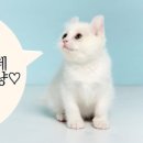 포레그스 이미지