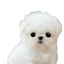 멍이랑 냥이랑 이미지