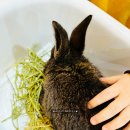 차차래빗 이미지