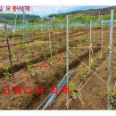 대로농약자재 | 텃밭 친환경 고추 재배와 후숙으로 품질 높이는 방법(텃밭 네번째 주인공)