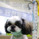 피닉스애견미용 이미지