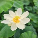 회산백련지 이미지