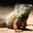 이구아나 이미지