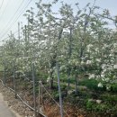 능금농장 이미지