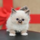 언양동물병원 | 언양강아지무료분양 미유펫은 건강했어요