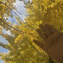 원주항 | 원주 연세대 미래캠퍼스 은행나무길, 가족과 함께 걷는 가을 단풍 명소