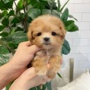 빼로독 강아지 안양평촌점 | 말티푸 보리를 소개합니다 빼로독안양평촌점.[분양완료]