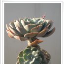 쪽빛하늘 이미지