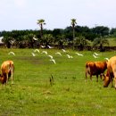 온평환해장성 이미지