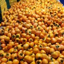 성황초등학교 이미지