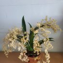 환타지아 이미지