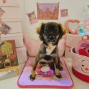 비어마이독 | 의정부 애견카페, 소형견 중형견 전용 맥주 맛집 비어마이독