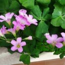 무괴아심 이미지