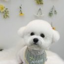 베이비숑 펫살롱 | 시흥장현동 애견미용 시스터펫살롱 비숑미용추천샵