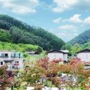 가평금잔디 이미지